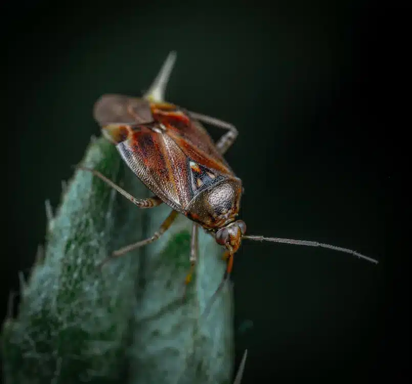American cockroach