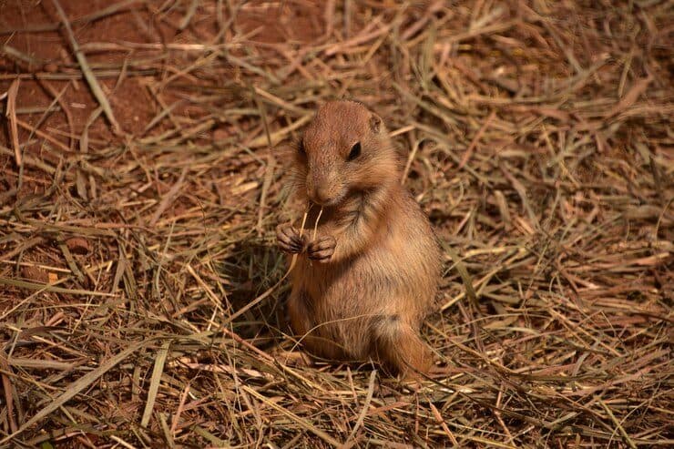 Comment Faire Sortir un Rat de sa Cachette
