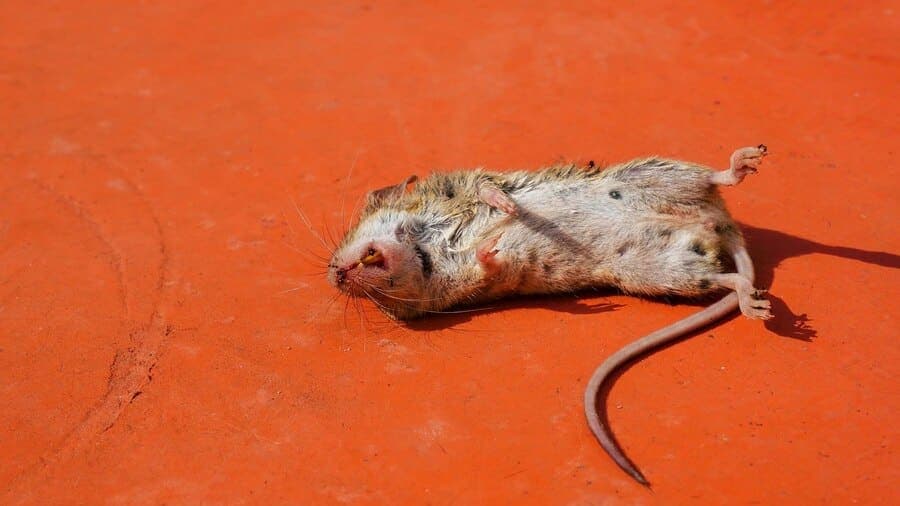 En combien de temps meurt un rat empoisonné