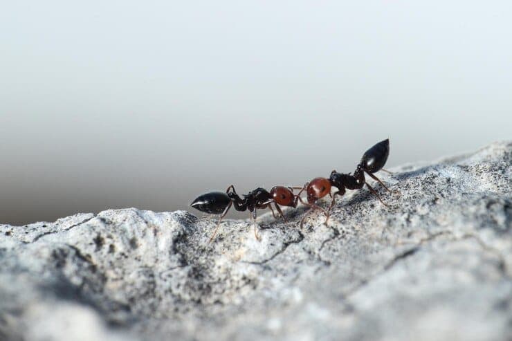 Fourmis