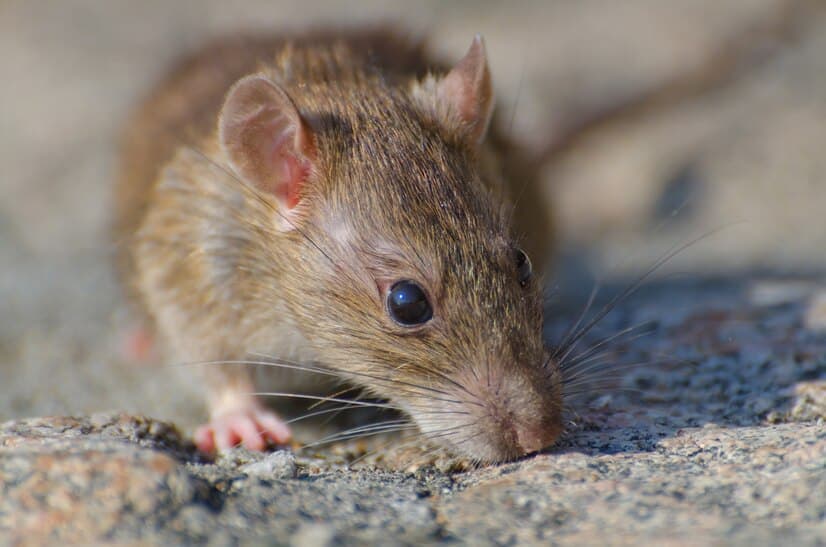 Signes d’une Infestation de Rats à Connaître