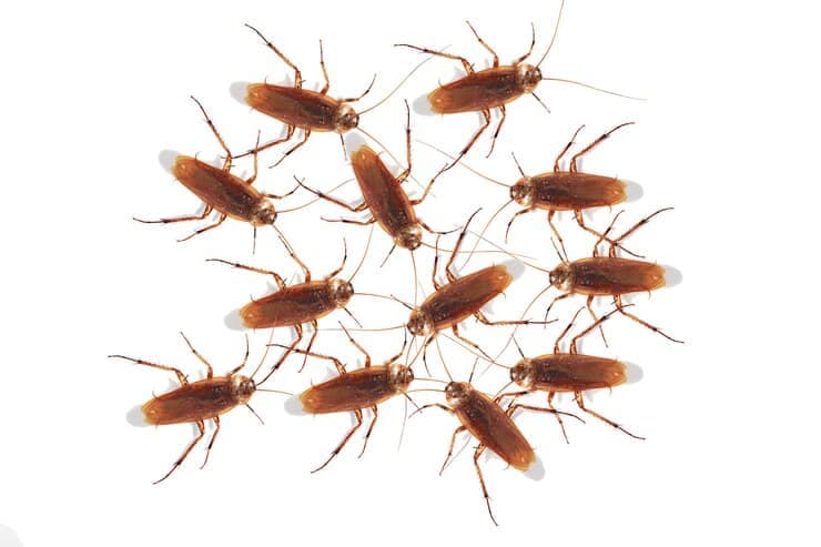 Infestations de blattes : causes et prévention