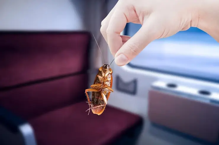 Méthodes efficaces pour lutter contre les cafards