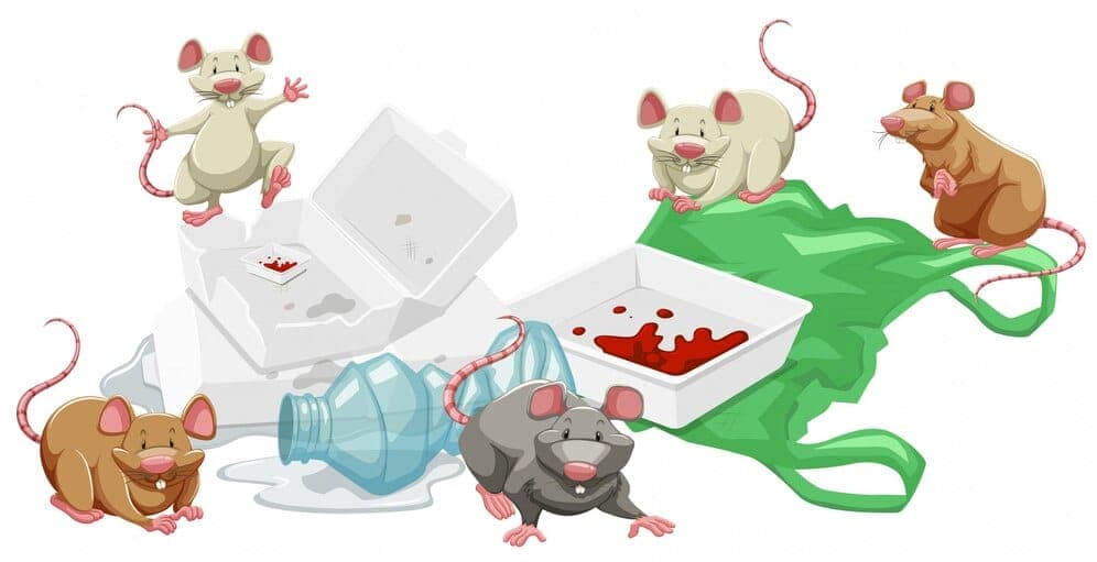 Signes d'une infestation de rongeurs