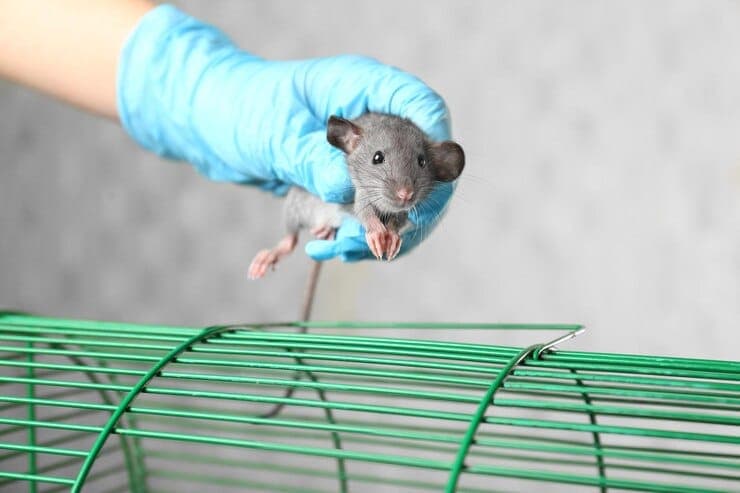 comment se débarrasser et éliminer les rats ?
