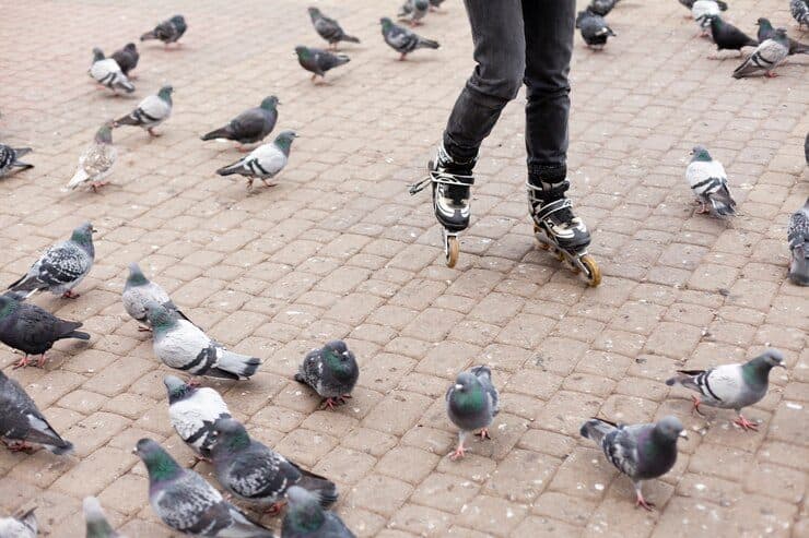 Pigeons inspection