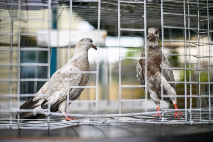 pigeon Plan de traitement