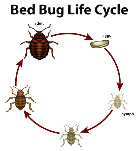 Cycle de vie des punaises de lit
